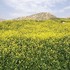 ایلام